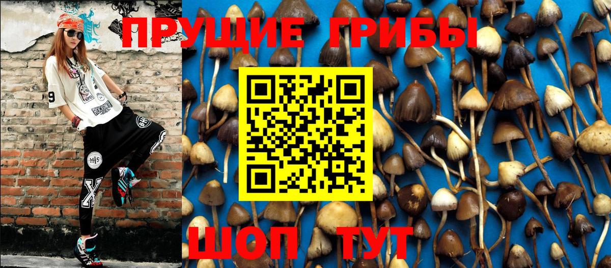 Вязники  Псилоцибиновые грибы прущие грибы  Вход с VPN 