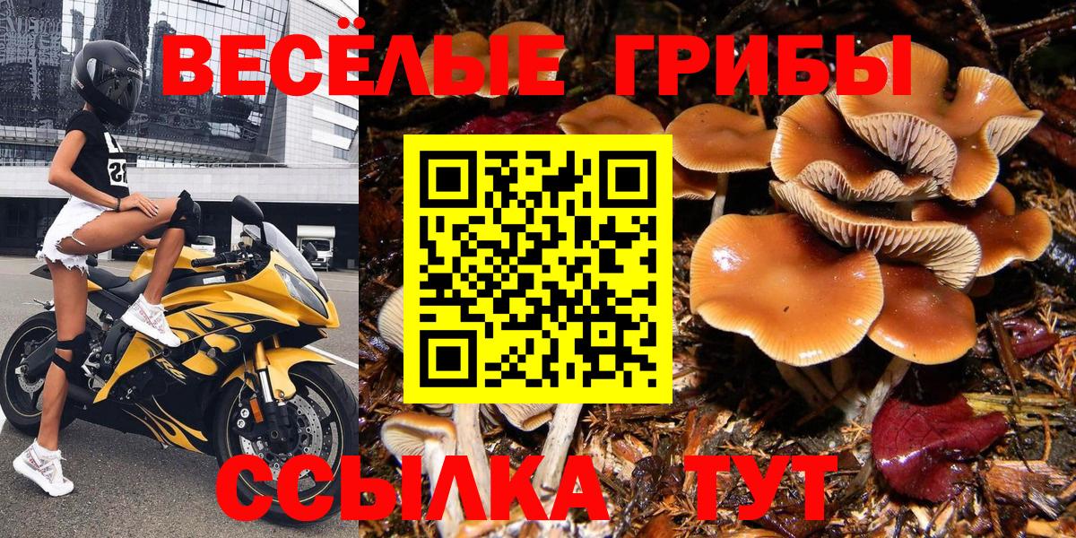 Псилоцибиновые грибы прущие грибы Вязники